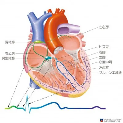 刺激伝導系